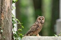 Long-eared owl (Asio otus) by Vienna Wildlife thumbnail