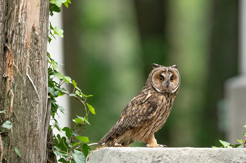 Long-eared owl (Asio otus) by Vienna Wildlife