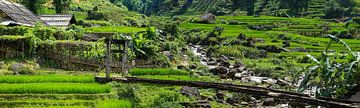 Rice fields near Sapa in Vietnam by Roland Brack