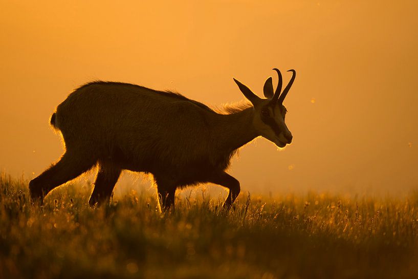 Gämse ( Rupicapra rupicapra ) in wundervollem Gegenlicht von wunderbare Erde