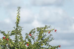 Contraste des fleurs sur le bleu du ciel