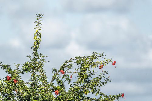 Bloesemcontrast tegen Hemelblauw