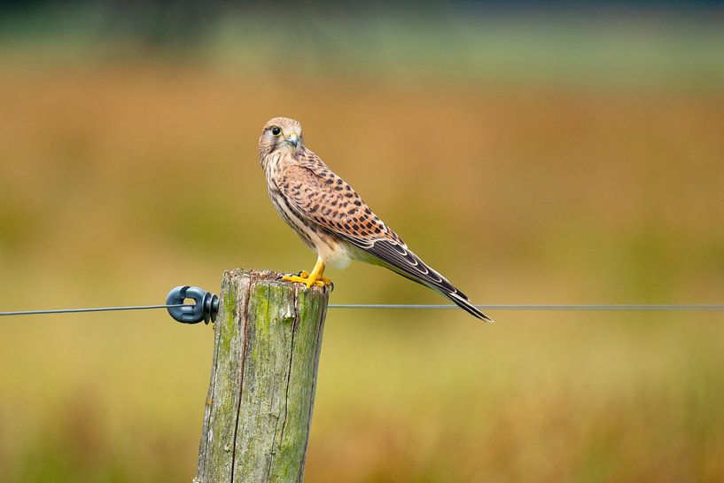 Kestrel (Falco tinnunculus) by Gert Hilbink