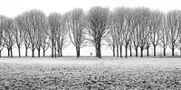 A winter walk
