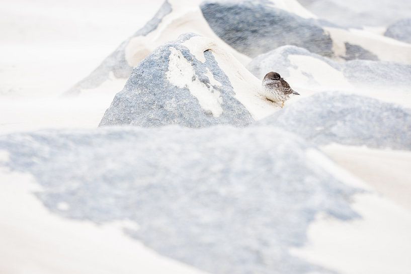Purple sandpiper during storm by Danny Slijfer Natuurfotografie