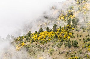 Champs de brèmes dans les nuages à Pico do Arieiro, Madère