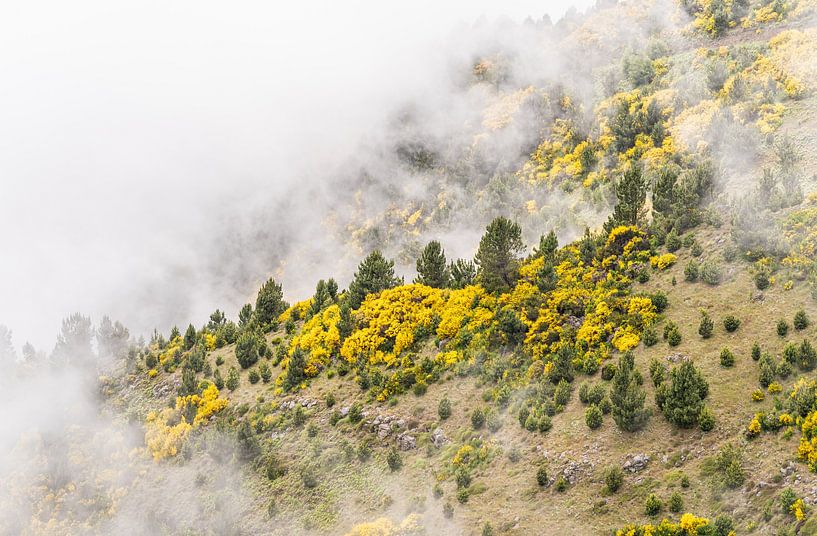 Brassenfelder in den Wolken am Pico do Arieiro, Madeira von Jeroen de Jongh Fotografie