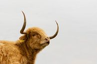 Schotse Hooglander Koe van 7.2 Photography thumbnail