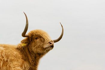 Schotse Hooglander Koe