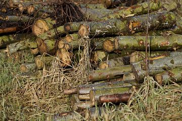 Pile à bois sur Stobbe; natuurfotografie