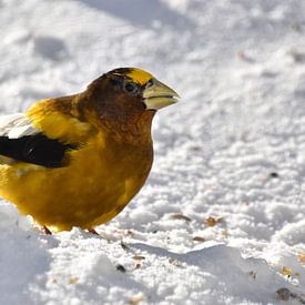 A large roving beak in spring by Claude Laprise