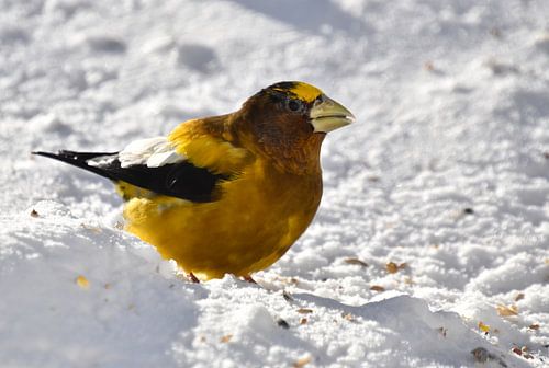Een grote zwervende snavel in het voorjaar