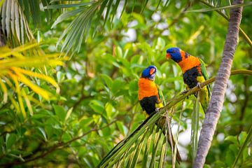 Magnifiques oiseaux australiens aux plumes jaunes, bleues et vertes sur Troy Wegman