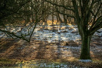 Amsterdams Waterleidingduinen