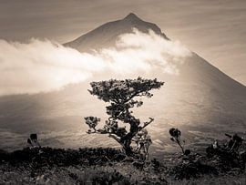 The mountain and its tree by Alexander Dorn