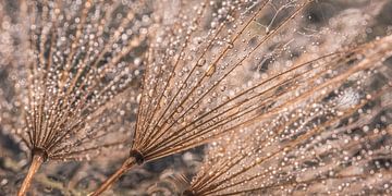 Droplets sparkle in the light on a Tragopogon