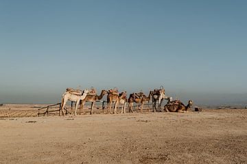 Kamelen in de woestijn van Marokko | Fine art Print van Inge Pieck