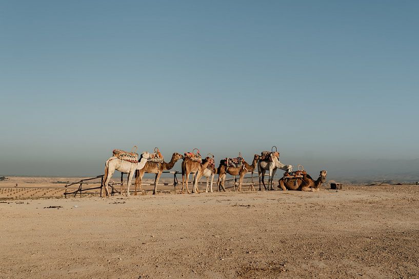 Camels in the desert of Morocco | Fine art Print by Inge Pieck