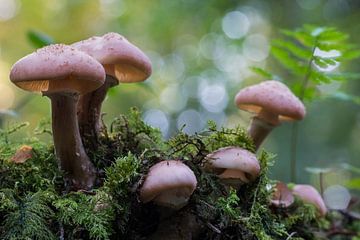 Paddenstoeltjes in de Franse Argonnen