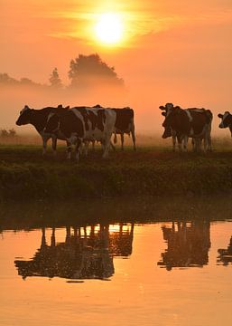 Koeien bij zonsopkomst. van Wilma van Zalinge