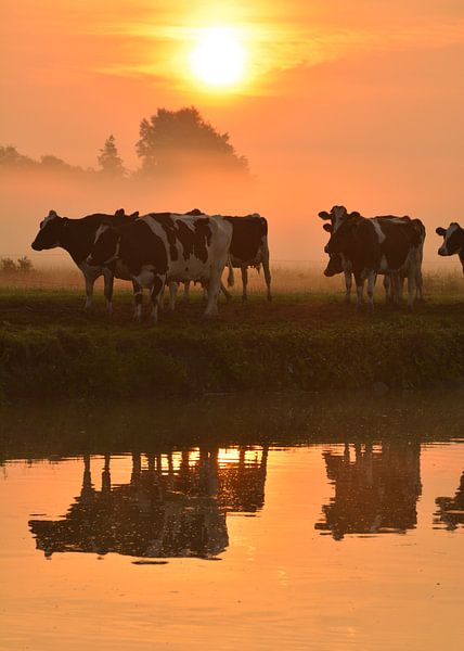 Cows at sunrise by Wilma van Zalinge