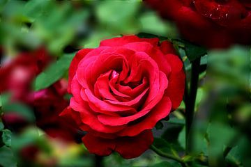 Rode roos van Bennie Eenkhoorn
