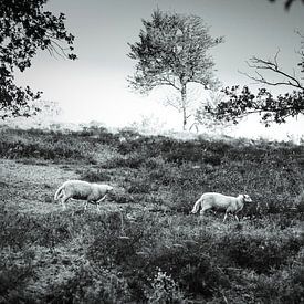 Schafe in der Mookerheide von Bas Stijntjes