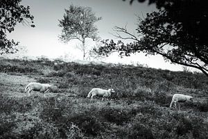 Schafe in der Mookerheide von Bas Stijntjes