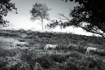 Sheeps at the Mookerheide by Bas Stijntjes