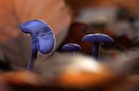 Herbstliche Atmosphäre 01 von Cees van Gastel Miniaturansicht