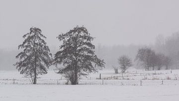 Bomen in de sneeuw van Jan Roos