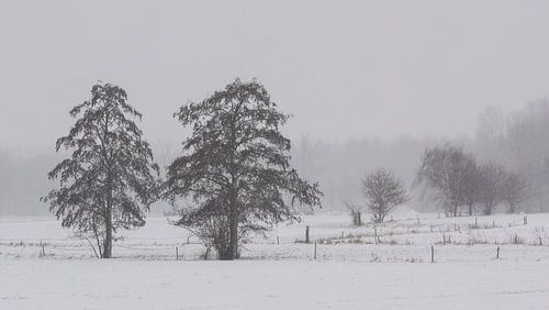 Arbres dans la neige