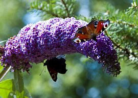 Vlinders op de vlinderstruik