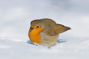 Robins dans la neige sur Remco Van Daalen