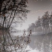 Geheimzinnige spiegeling van bomen in water