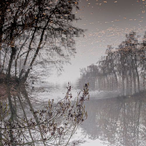Geheimzinnige spiegeling van bomen in water