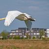 Swan flies low over by jan van de ven