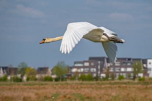 Zwaan vliegt laag over