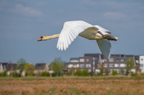 Swan flies low over