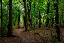 forest path by Lizette Warnars