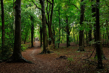 sentier forestier