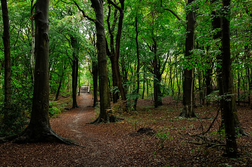 Waldweg