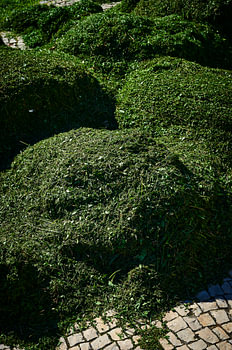 Herbe fauchée au bord de la route