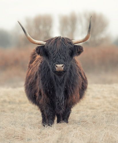 Highlander écossais