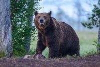 The King (Male Brown Bear)