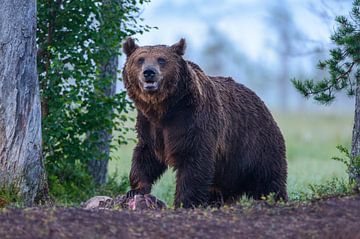 The King (Male Brown Bear) by Harry Eggens