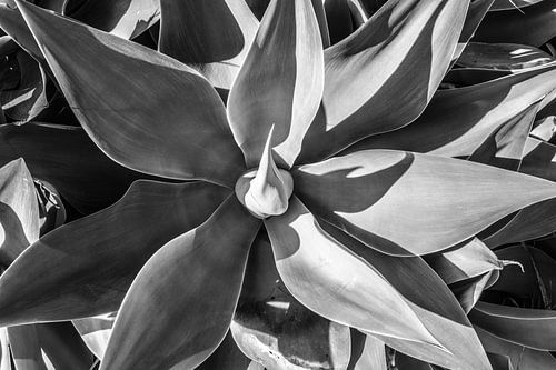 Agave, Schwarz-Weiß-Foto