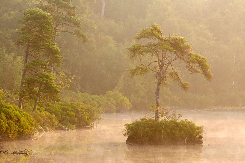 Vue atmosphérique de l'Oisterwijkse bossen en vennen, Brabant Nord, Pays-Bas par Nature in Stock