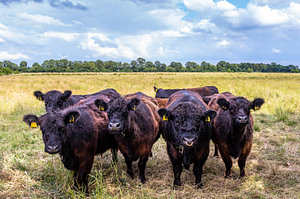 Cows gang.