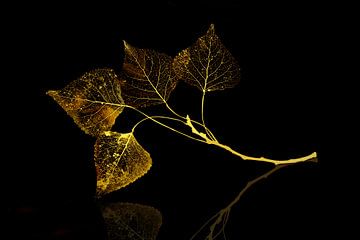 Golden leaves. by Alie Ekkelenkamp